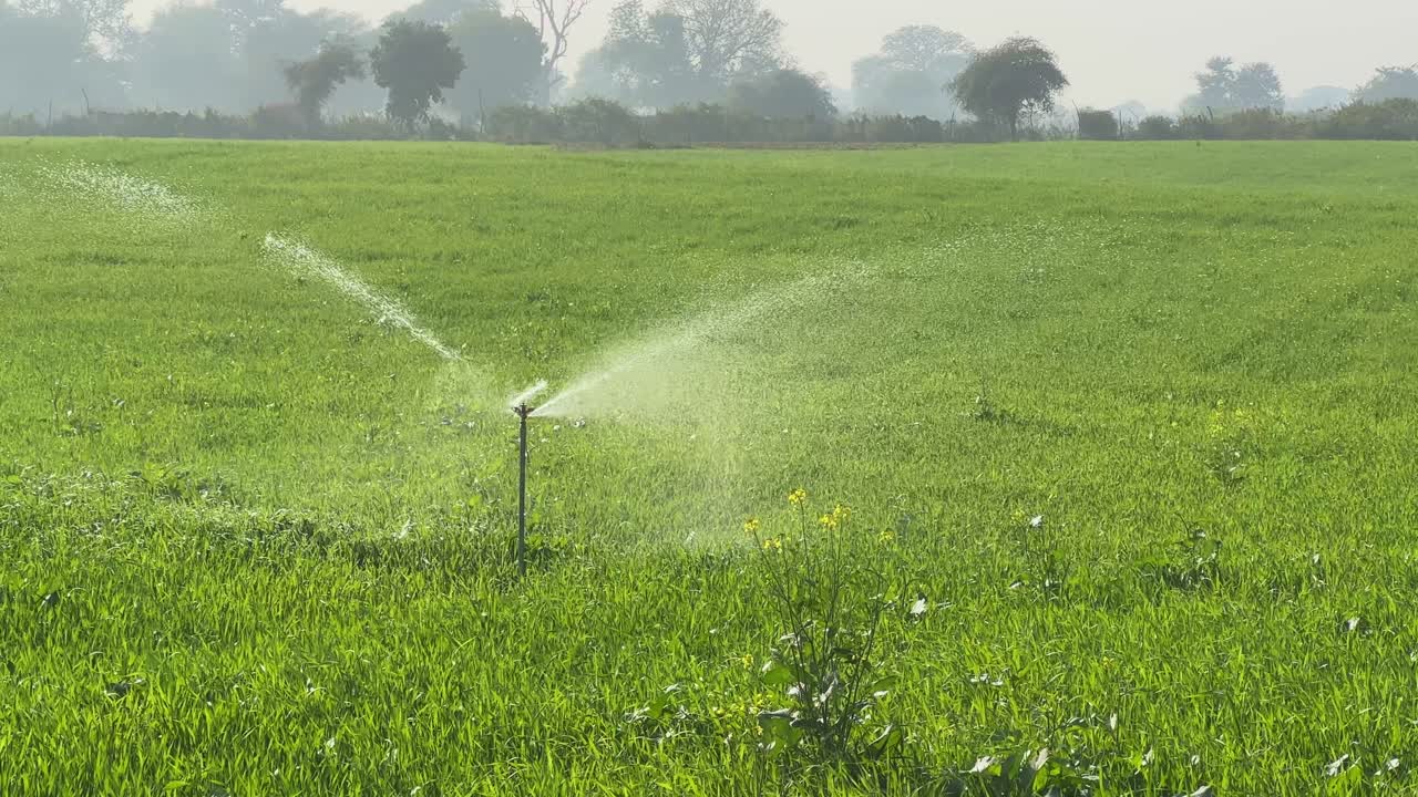 Primo piano di un irrigatore rotante che irriga un fitto grano verde in India, una sottile nebbiolina cattura la morbida luce del mattino con alberi sfocati che formano una tranquilla scena rurale sullo sfondo