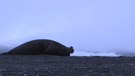 male elephant seal runs along the rocky beach then stops for a rest