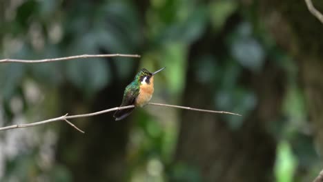 un lindo pájaro: el pequeño woodstar, colibri bourdon, colibrí abejorro, o estrellita chica, una especie de colibrí en la familia trochilidae