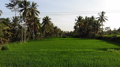 Rice-field-in-Bali-on-a-hazy-morning