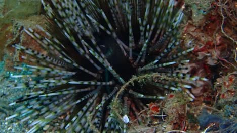 primer plano de un erizo de mar con muchas espinas afiladas