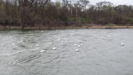 Zeitlupenaufnahme-Von-Weißen-Pelikanen-Im-Wasser-Unterhalb-Des-Lellea-Wasserüberlaufs-Am-Lake-Lewisville-In-Texas