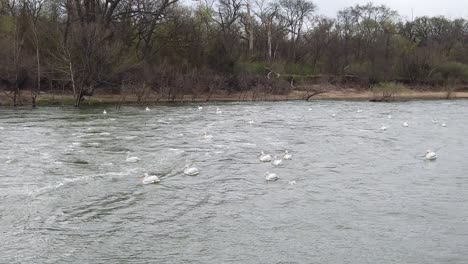 slow motion shot of white pelicans in the water below the llela water overflow on lake lewisville in texas