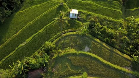 beautiful aerial footage of the rice fields via drone