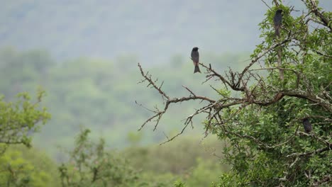 alert fork tailed drongo birds sit calmly perched on dry tree branches