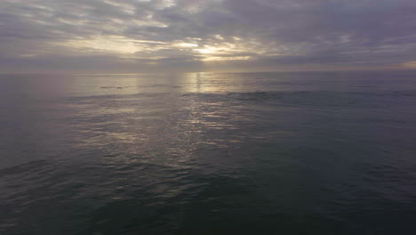 áfrica-Dron-Aéreo-Cinemático-Delfines-Vaina-Natación-Amanecer-Atardecer-Temprano-En-La-Mañana-Océano-Navegar-Olas-Jbay-Jefferys-Bay-Océano-índico-Profundo-Agua-Azul-Nublado-Sol-Dorado-Adelante-Izquierda-Movimiento