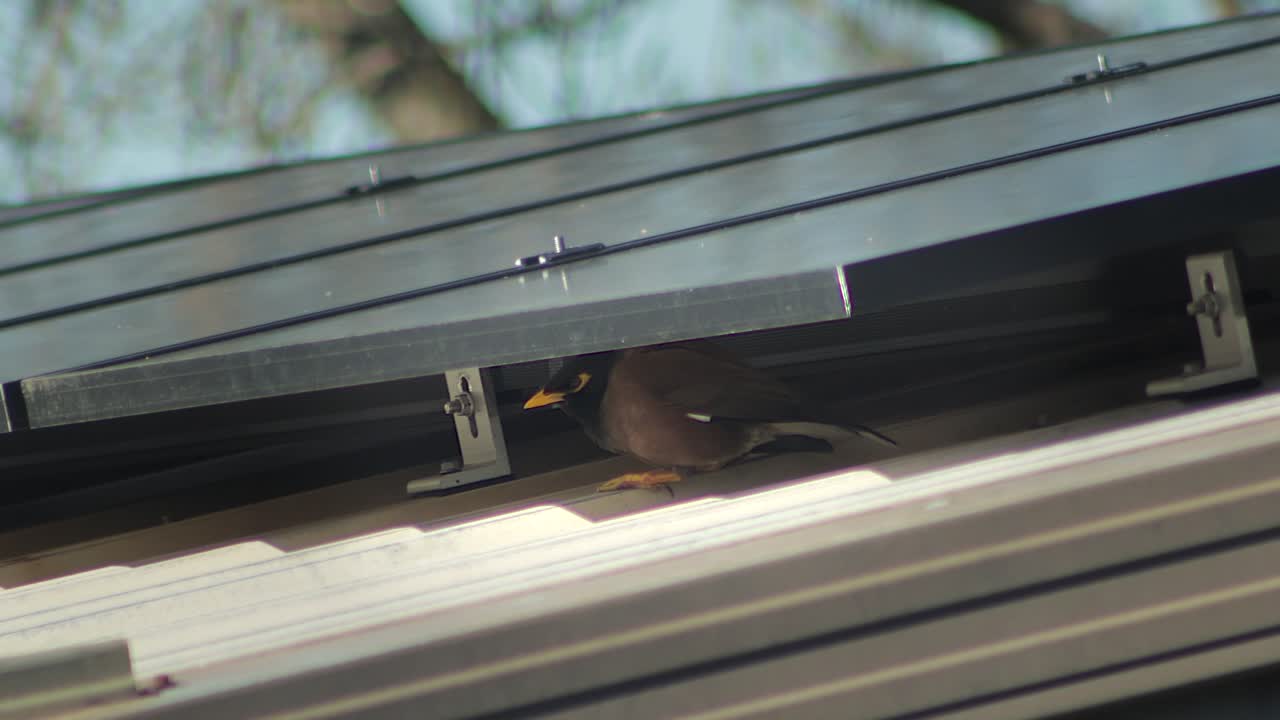Common Indian Myna Bird Taking Shelter From Sun Under Solar Panels On Shed Roof Sunny Daytime Australia Gippsland Victoria Maffra