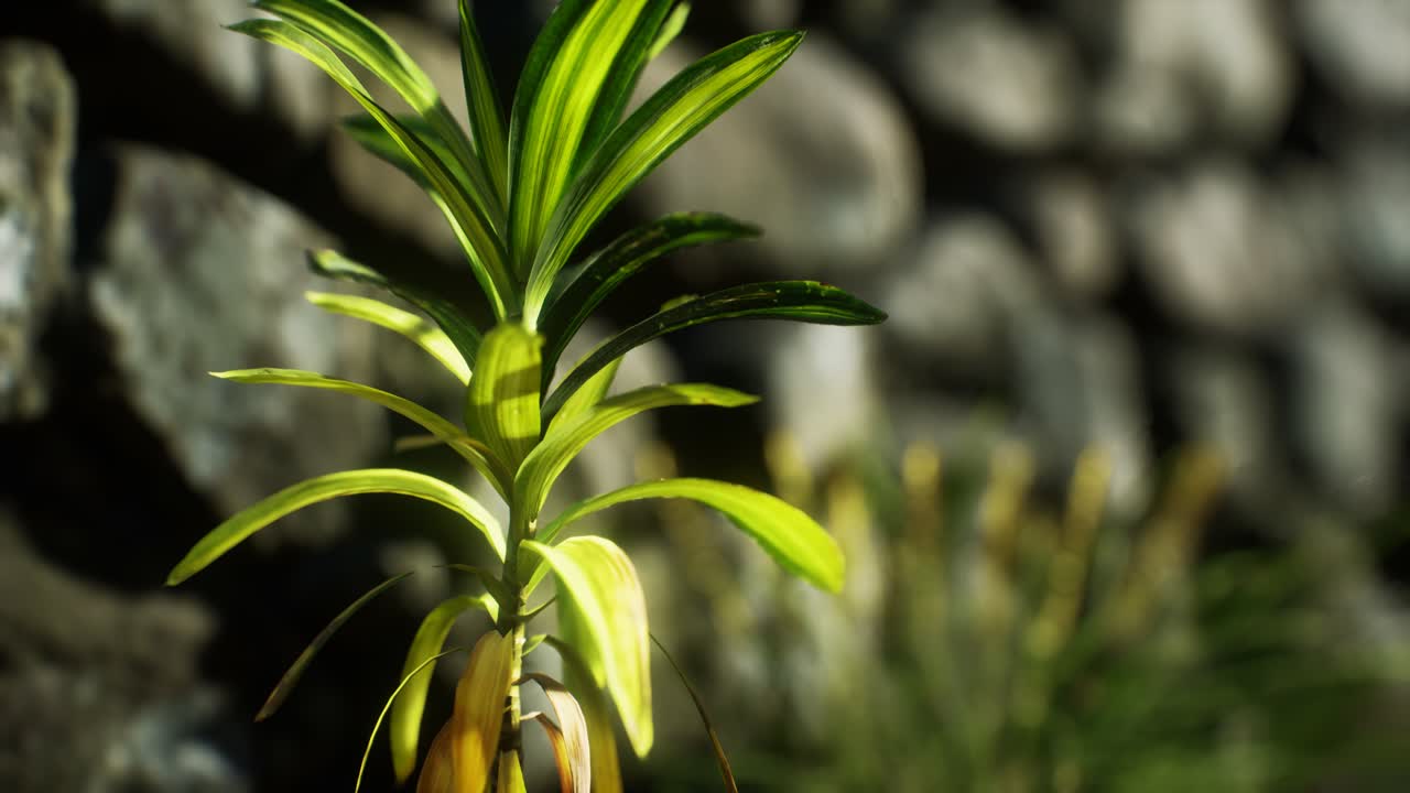 трава и каменная стена на севере англии сельской местности