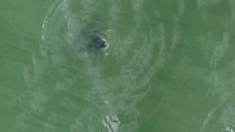 An-Islands-Südküste-Lebt-Eine-Ruhige-Robbe,-Die-In-Kreisförmigen-Mustern-Schwimmt.-Ihr-Glatter-Körper-Glitzert-Im-Sonnenlicht,-Während-Sie-Durch-Das-Ruhige-Meer-Gleitet.