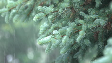 Regen-Fällt-Auf-Schwankende-Tannenzweige