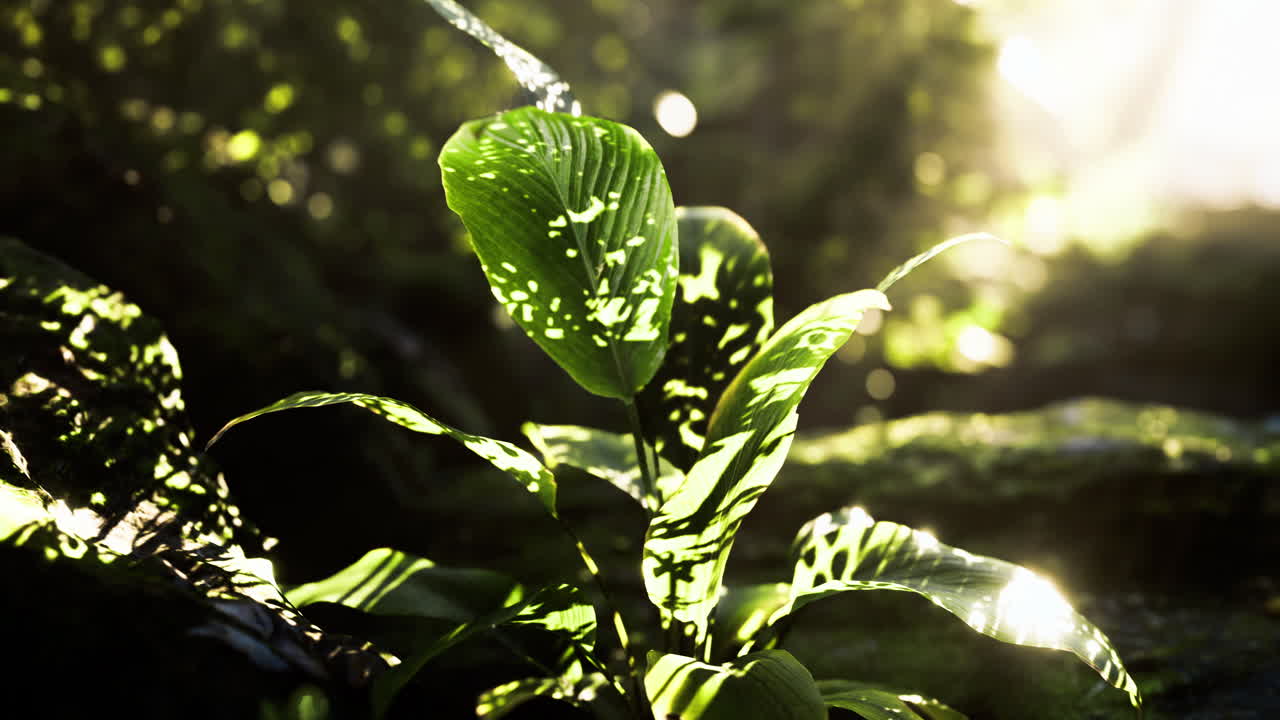 Sunlight filtering through leaves in a lush green forest setting