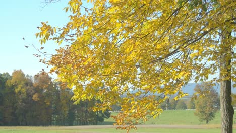 tree with autumn leaves on a windy day