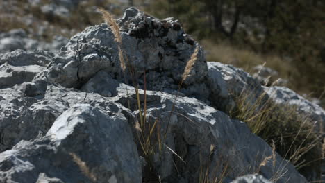 rocky mountain landscape with grass