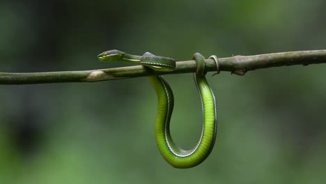 Víbora-De-Labios-Blancos,-Trimeresurus-Albolabris,-Parque-Nacional-Kaeng-Krachan,-Patrimonio-Mundial-De-La-Unesco,-Tailandia