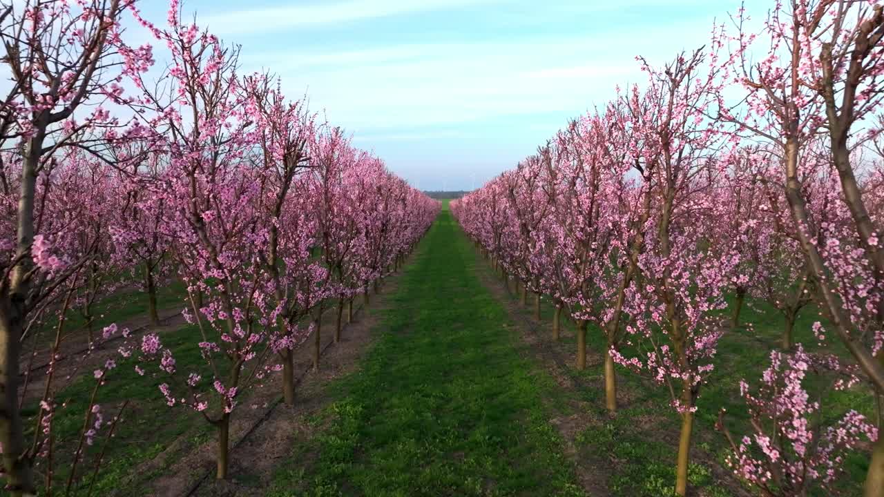 árboles de albaricoque con flores rosadas en flor en el huerto