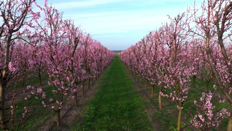 Albaricoqueros-Con-Flores-Rosadas-En-Flor-En-El-Huerto