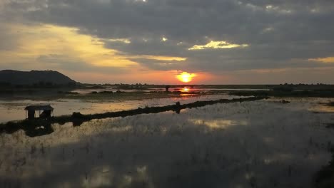 Puesta-De-Sol-Sobre-Hermosos-Campos-De-Arroz-En-El-Campo-Rural-De-Siem-Reap,-Camboya