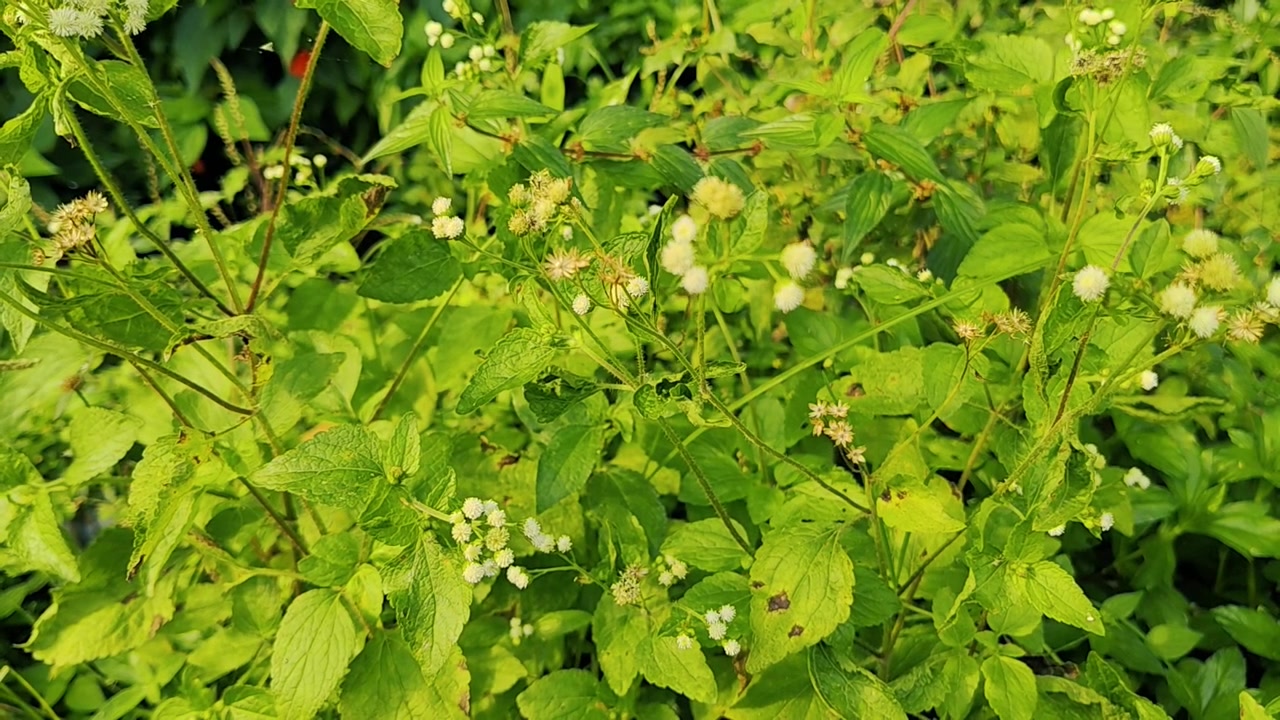 Primo piano di piante verdi selvatiche con piccoli fiori bianchi