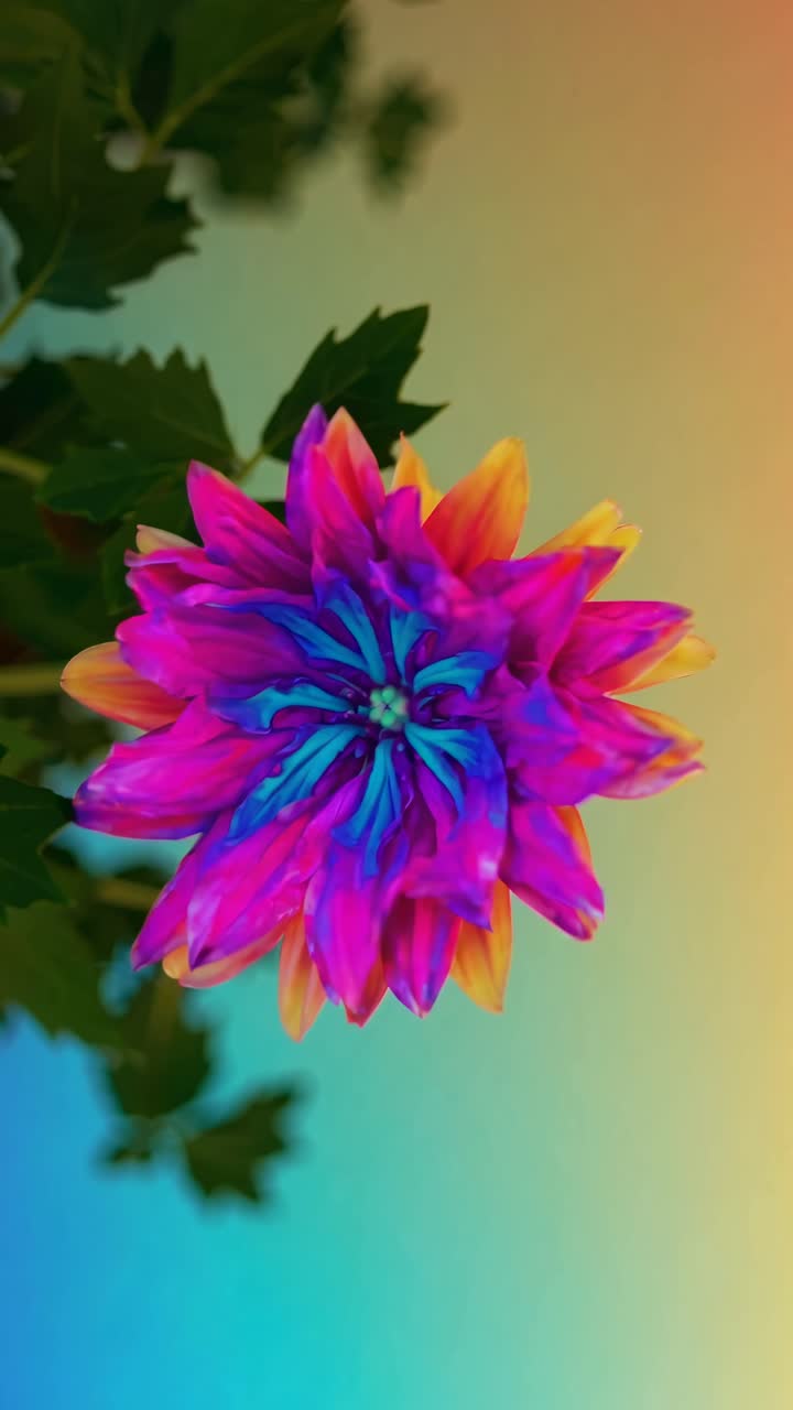 Vibrant flower in close-up, top-down angle, with a gradient background