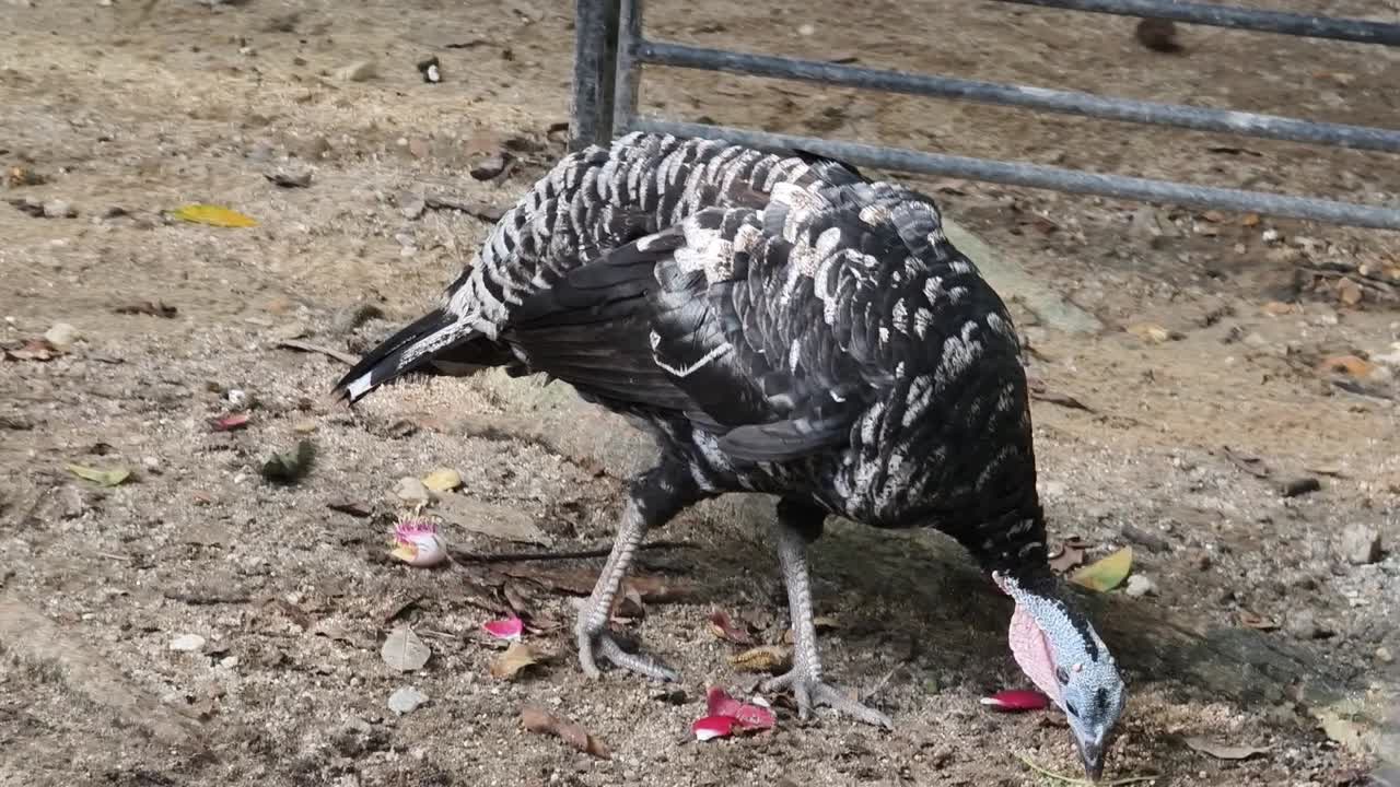 un pavo en un recinto del zoológico