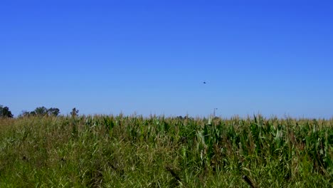 Plano-General-De-Un-Chimango-Caracara-Volando-Sobre-Un-Campo-De-Maíz-En-Una-Mañana-Soleada