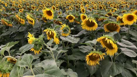 field of flowers sunflower against the sky. sunflower swaying in the wind. beautiful fields with sunflowers in the summer.