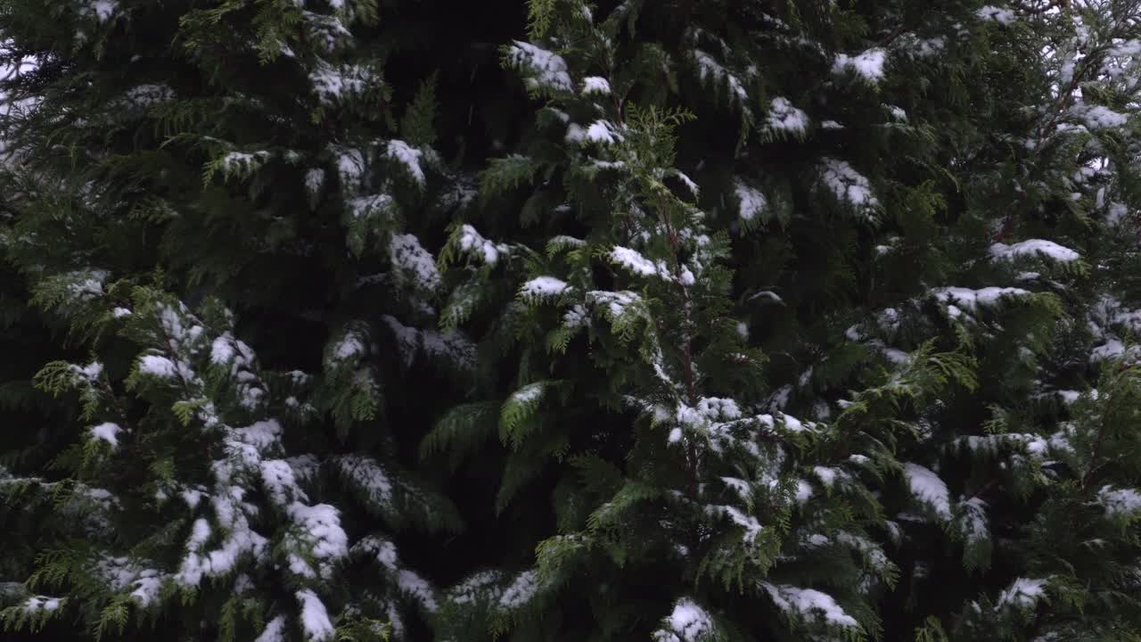 Træ med sne på en stormfuld januardag