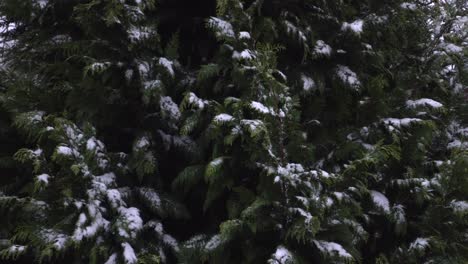 Tree-with-snow-on-a-stormy-january-day