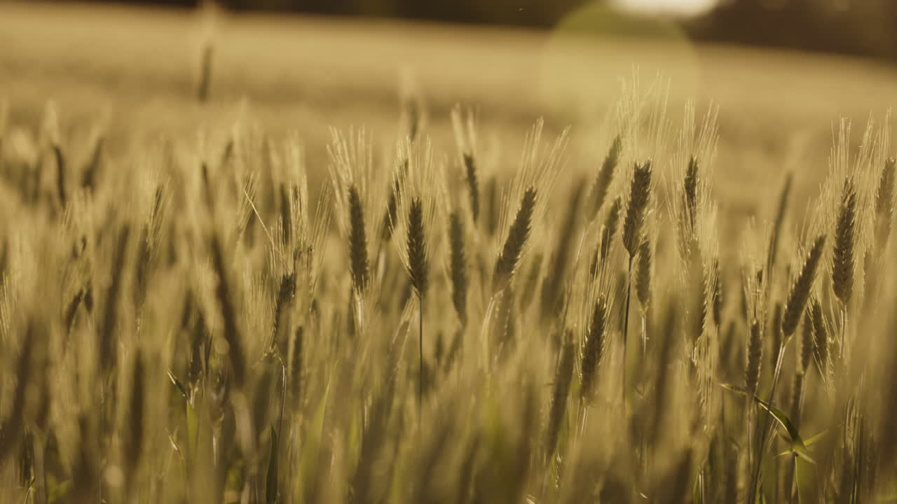 Gylden hvedemark ved solnedgang