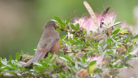 Die-Weibliche-Silberschnabeltangare,-Die-Zwischen-Den-Rosa-Puderquastenblumen-Sitzt,-Jagt-Nach-Insekten