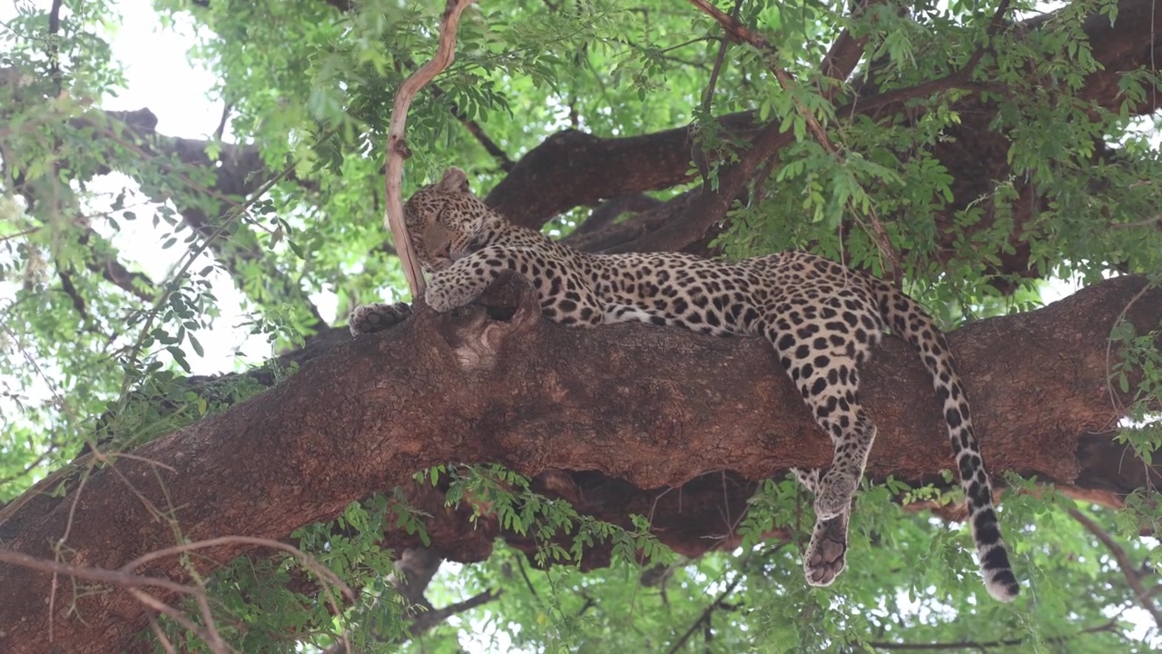 A female leopard sleeps peacefully on a huge branch high in a tree in Mashatu Game Reserve, Botswana.