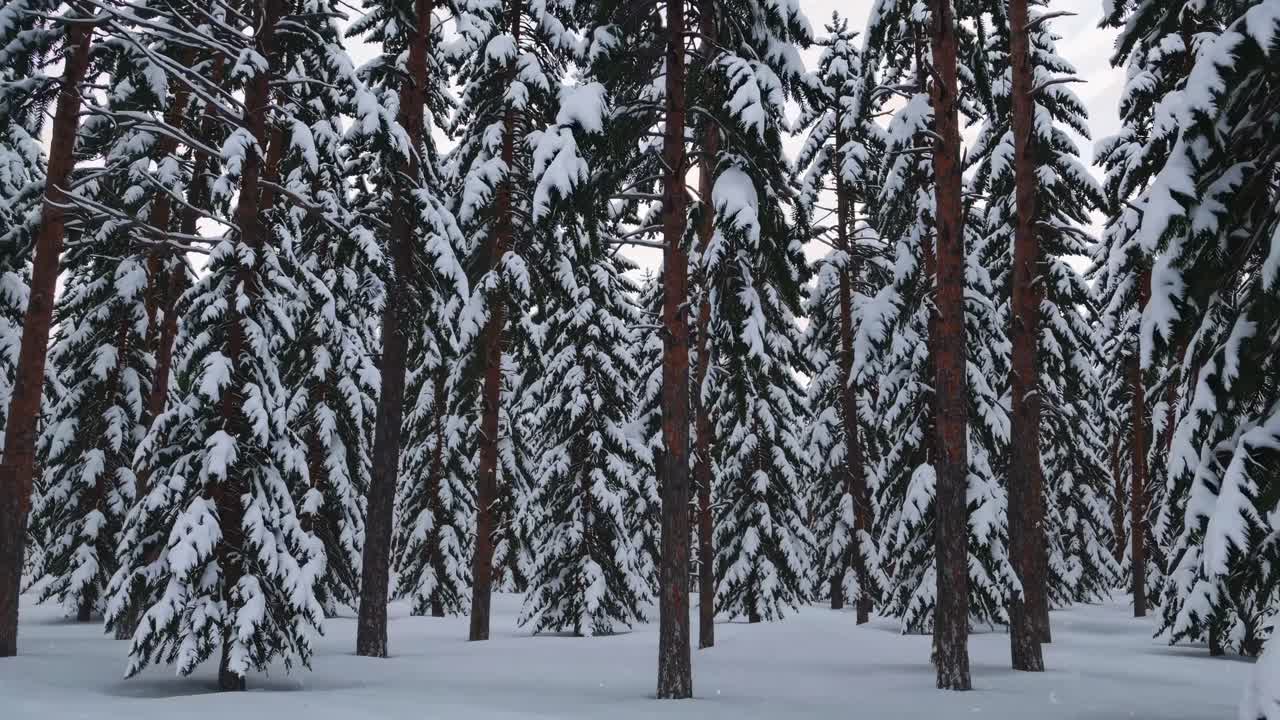 A serene winter forest scene with snow-laden trees, captured from a ground-level angle