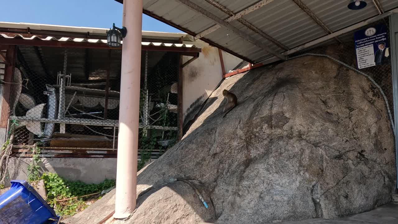 개 는 도시 주차장 에 있는 자동차 를 돌아다니고 있다