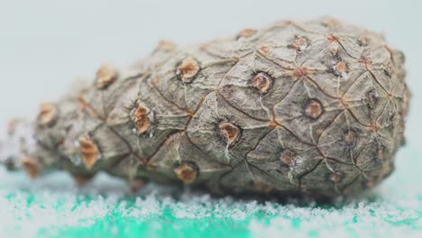 frozen pine cone on snow