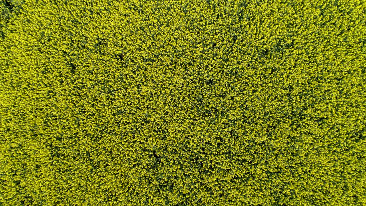 colza floreciente en vastas tierras cultivadas