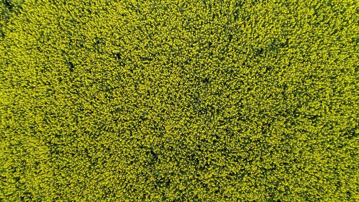 Colza fiorita su un'ampia distesa di terreno coltivato