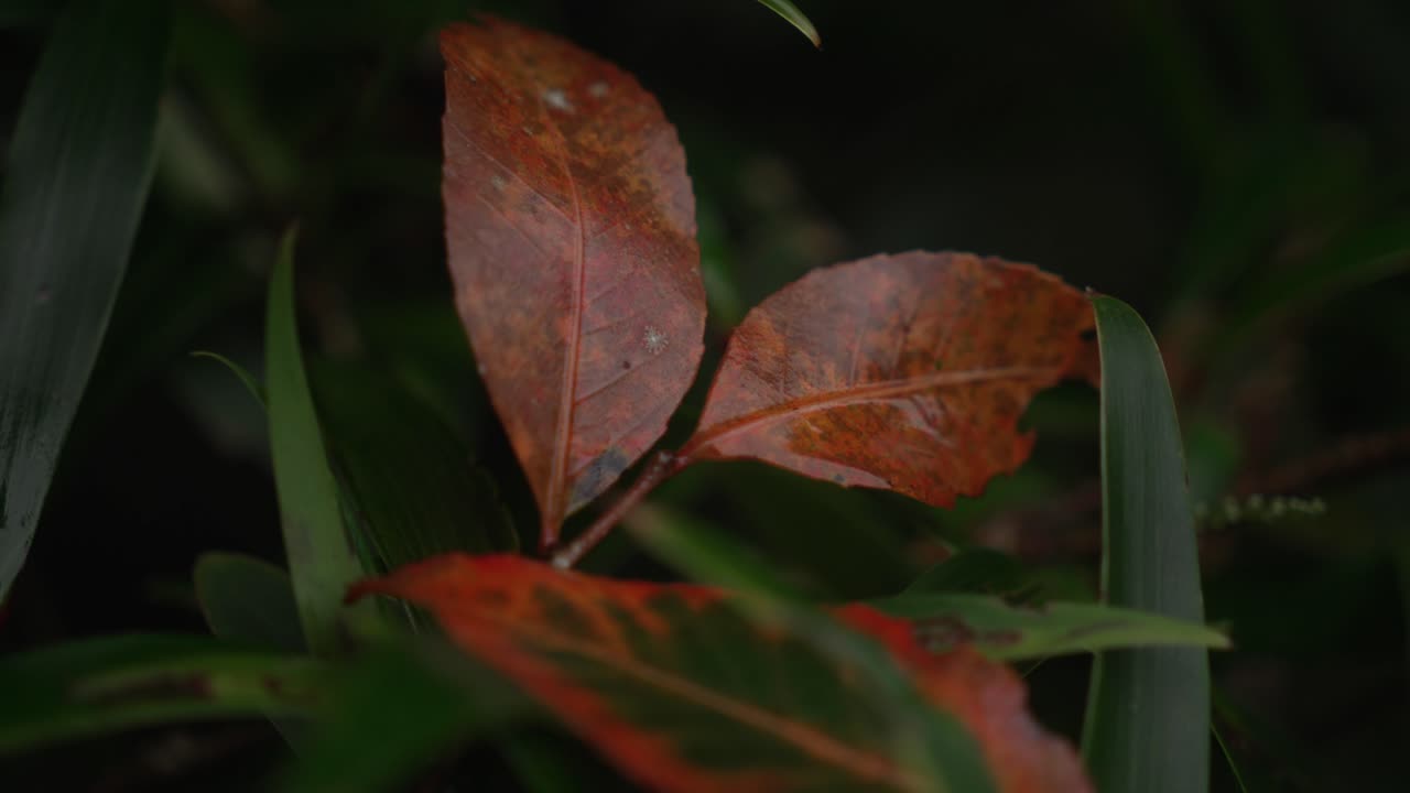 Golden Colorful leaves with water drops in autumn fall season, up-close nature