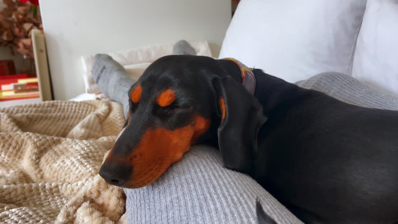 Black Dachshund Lounging on Couch Cushion with Blanket Siesta