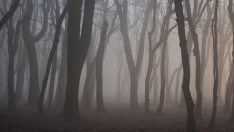 bare trees silhouettes emerge from a thick fog, creating a mysterious and ethereal atmosphere in a tranquil forest, with soft light filtering through the mist
