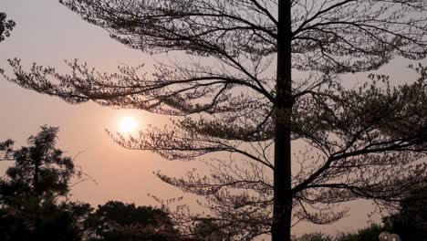 sunset sets in through the leaves of trees at a public park in hong kong