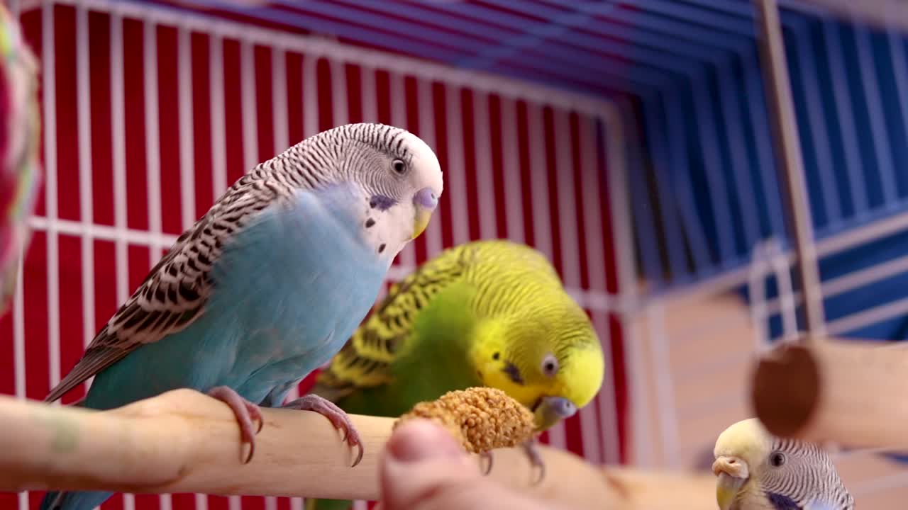 가장 보살피는 초록색 아버지 사랑앵무에게 약간의 기장 씨앗을 먹이기