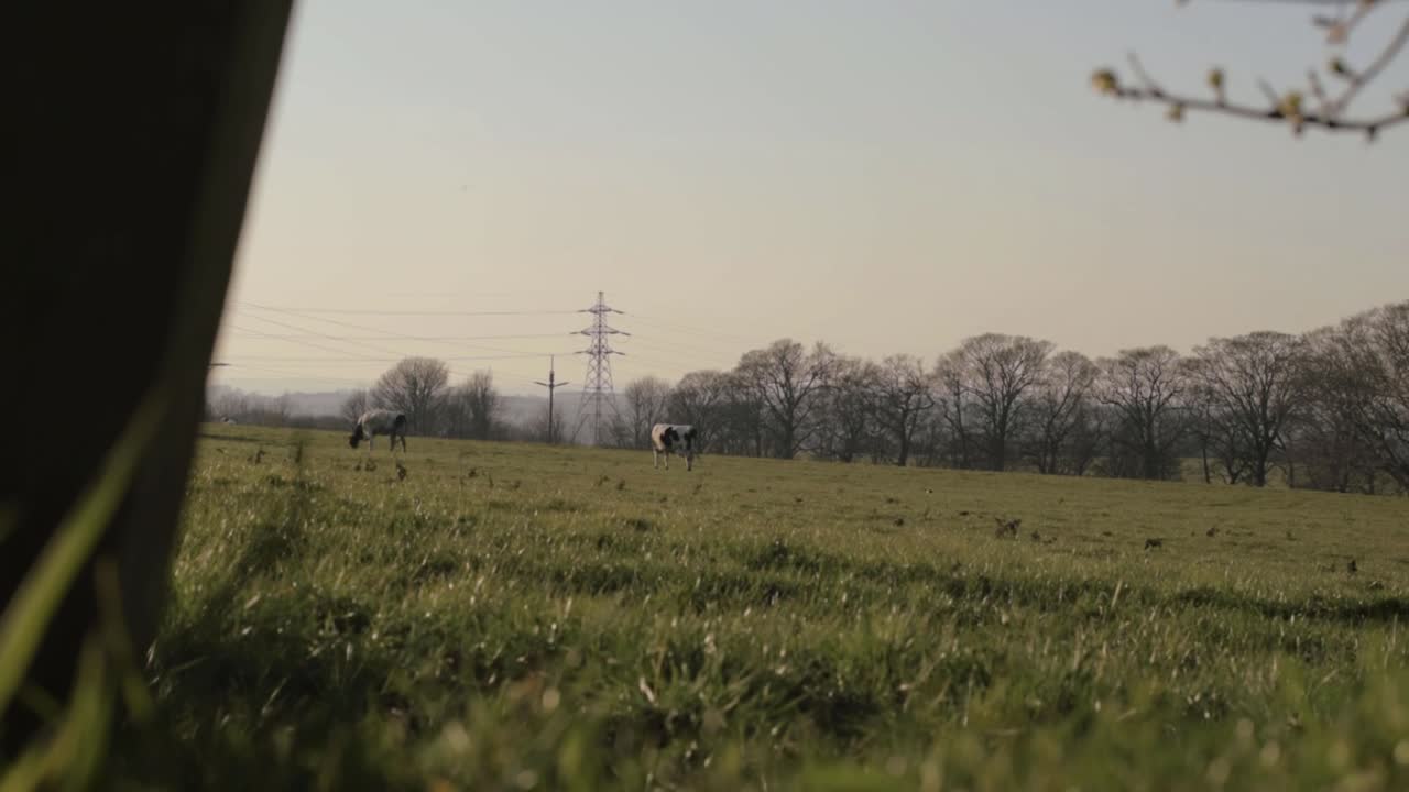 View of friesian cows grazing on farmland through view of a fence and tree tilting crane shot