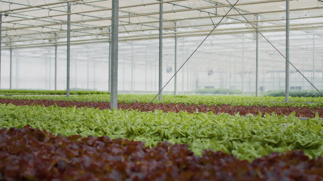 cultivo de lechuga en un invernadero