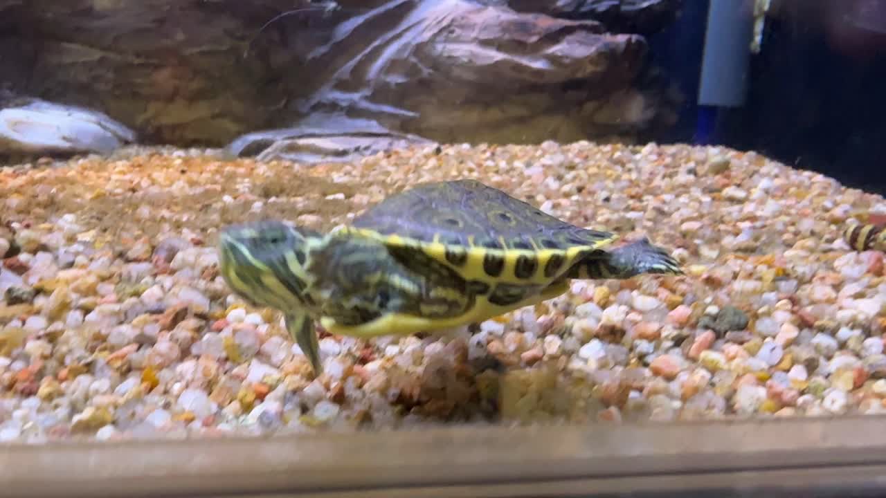 Turtle in an Aquarium