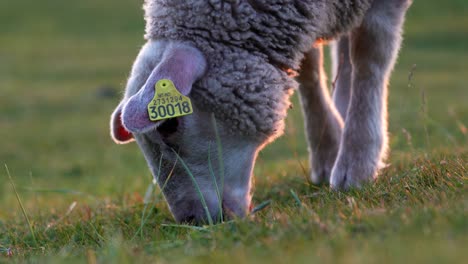 sheep eating grass on the beach of uttakleiv during midnight sun in lofoten, norway