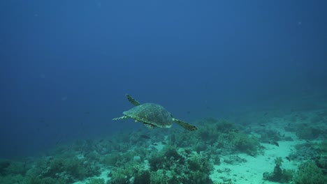 red sea green turtle swims in slow motion above sandy flats with coral reef