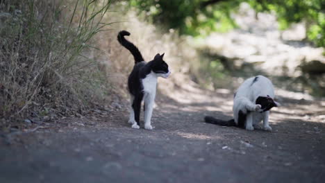 Slowmo-low-POV-shot-of-white-and-black-cats-on-street,-standing-and-grooming