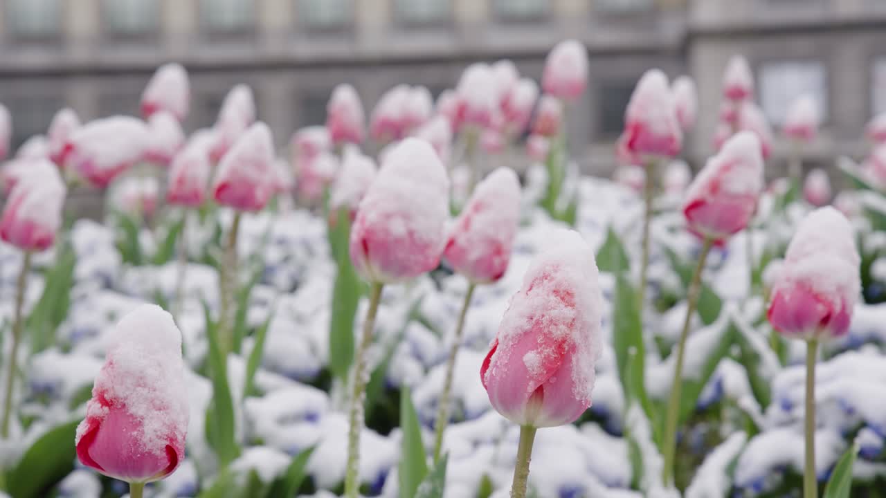 hermosa vista de tulipanes congelados ondeando en el viento durante la primavera de escarcha tardía