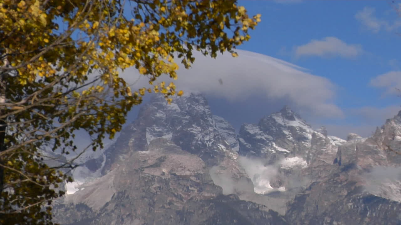 Autumn Leaves Rustle In The Wind With The Grand Tetons In The Background