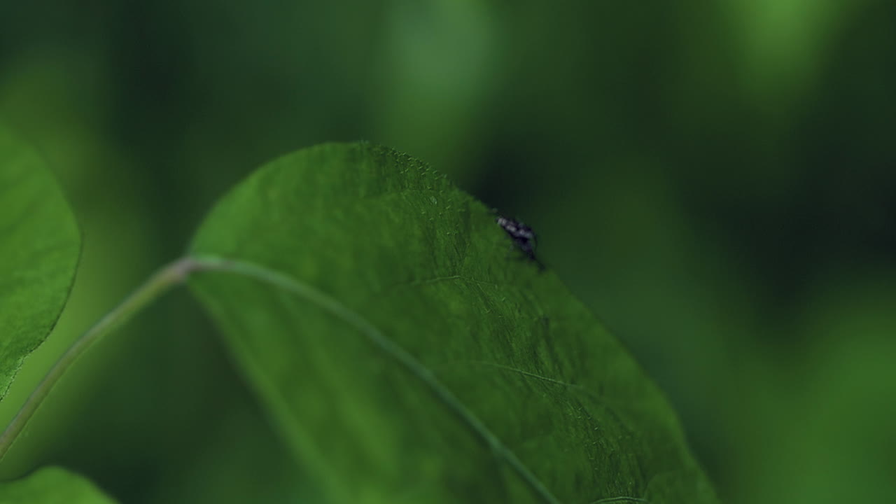 작은 검은 거미는 한 잎에서 다른 잎으로 도약합니다